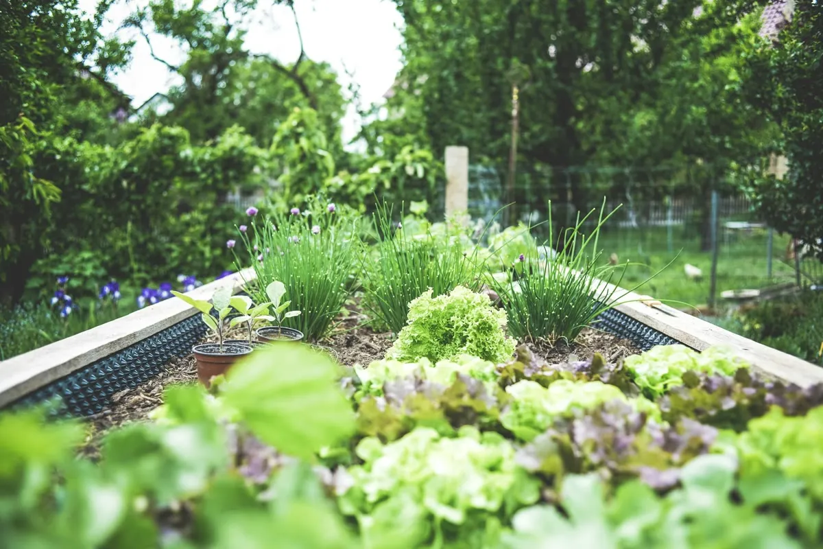Des salades dans un bac de potager
